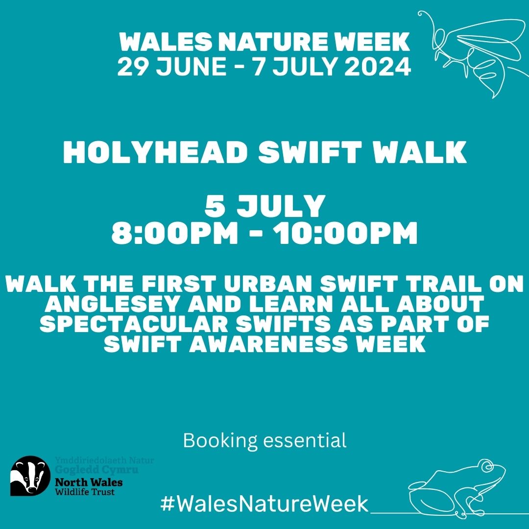 Holyhead swift walk